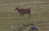 Eland antilop in the crater